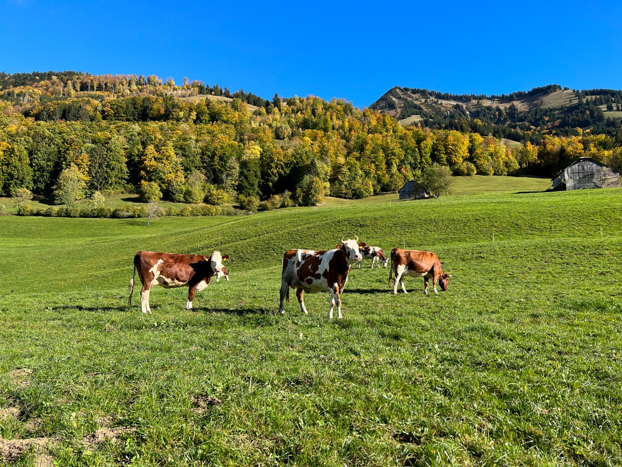 Vaches Neirivue automne