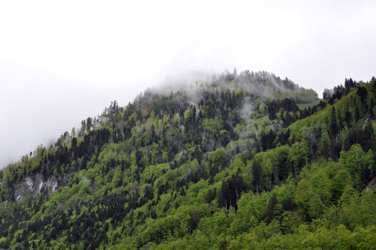 Forêt Montbovon