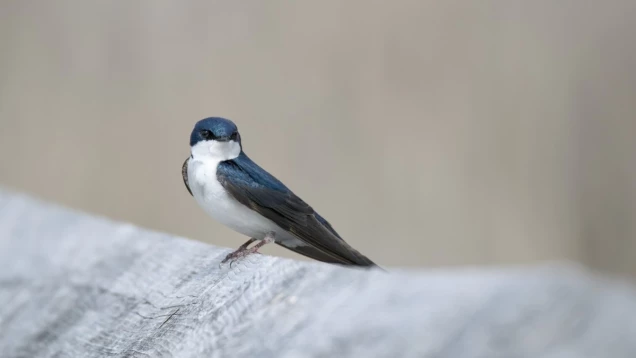 Hirondelle de fenêtre - libre de droit-1200x675