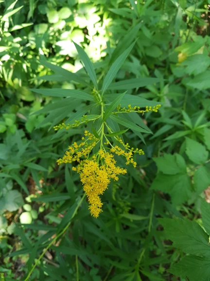 Solidage américain fleur