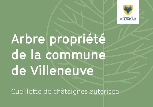 Cueillette de châtaignes Villeneuve