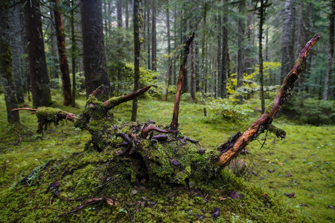 Forêt de Luan