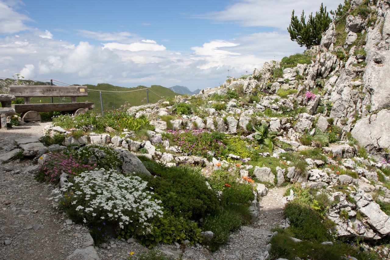 La Rambertia 1©Jardin alpin La Rambertia 