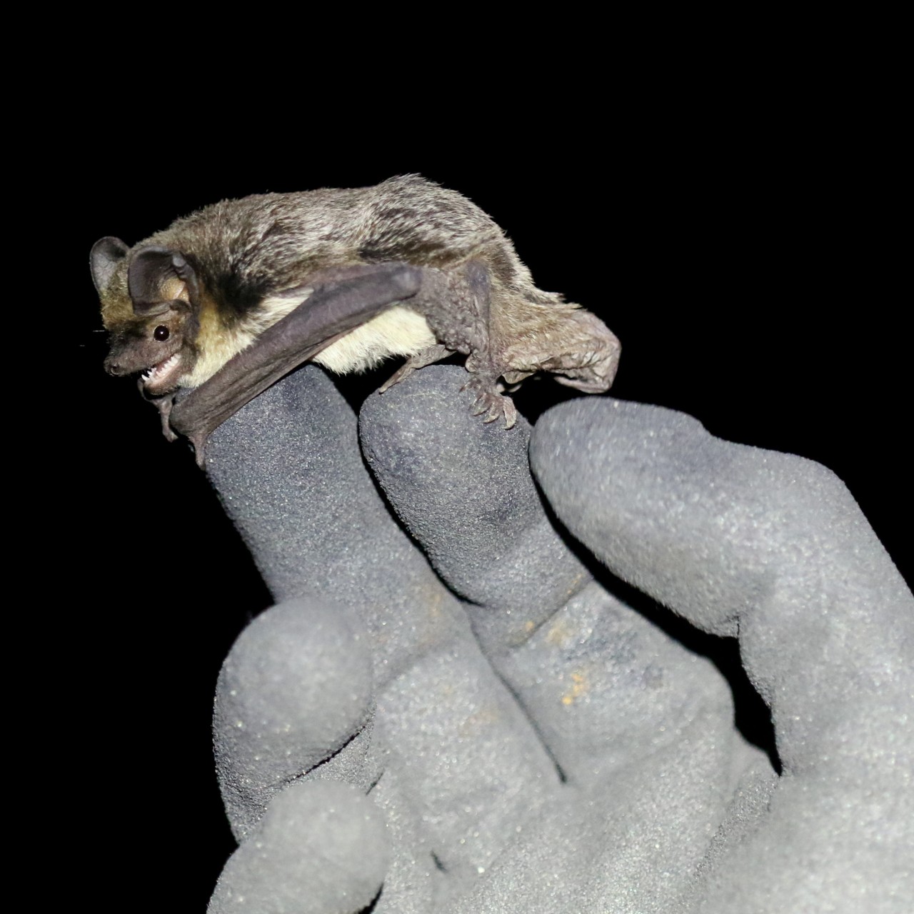 Chauves-souris 2 ©Marc Bastardot-2888x2888