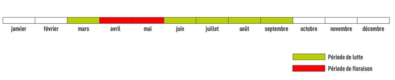 Période de floraison laurier-cerise