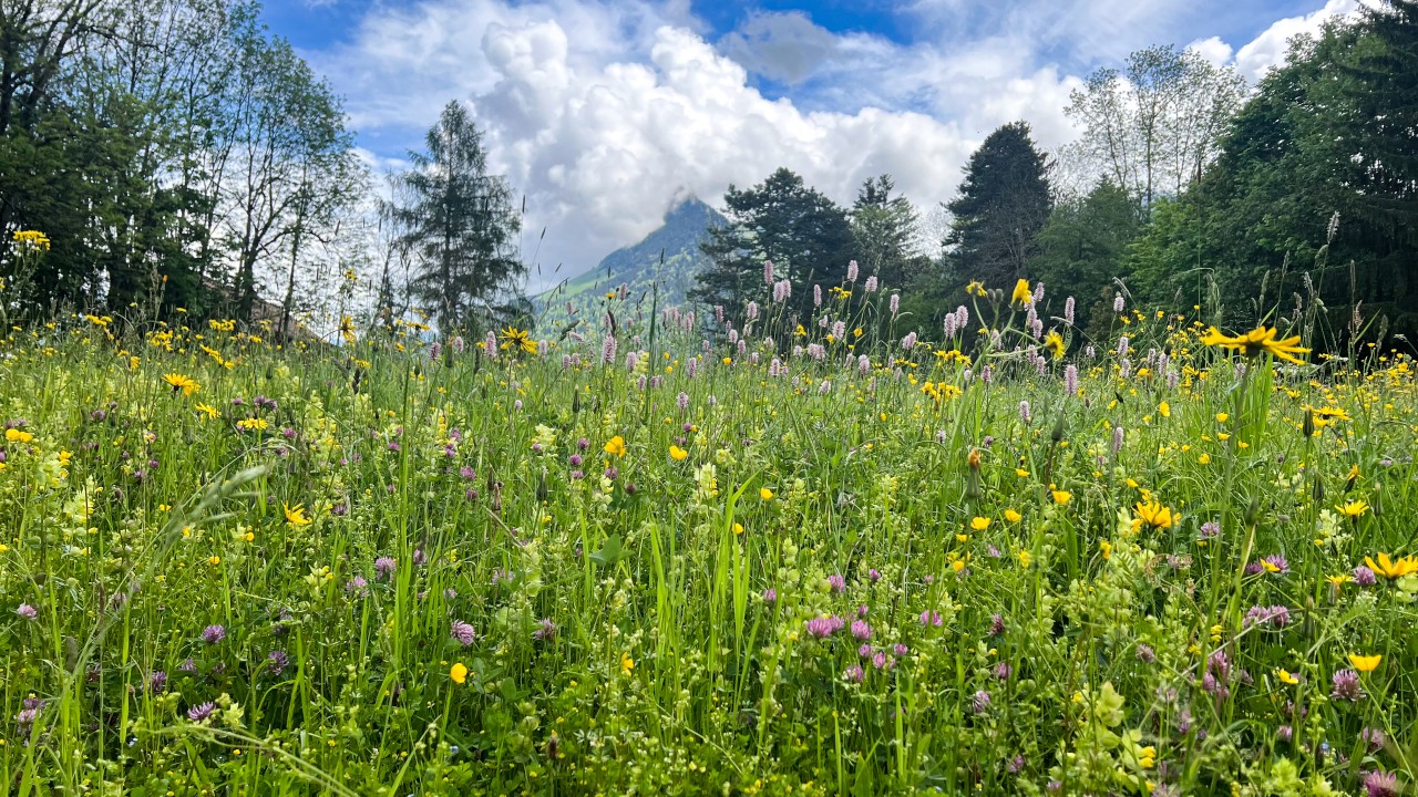 Biodiversité
