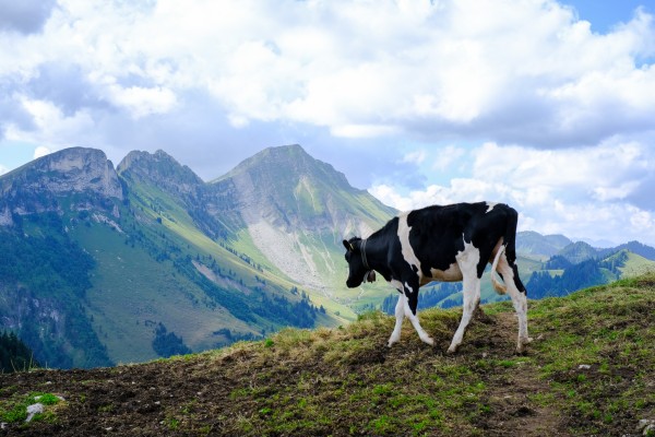 Vache alpage Gros Moléson