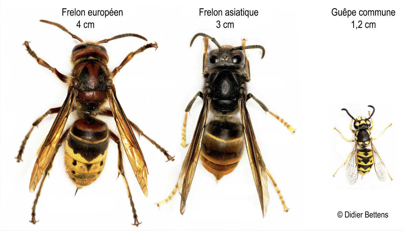 Frelons ©Didier Bettens