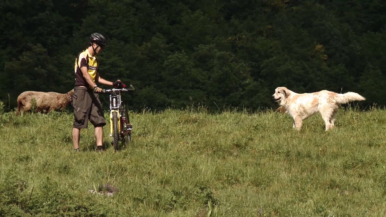 Chiens de protection: le comportement correct à adopter en face de chien de protection