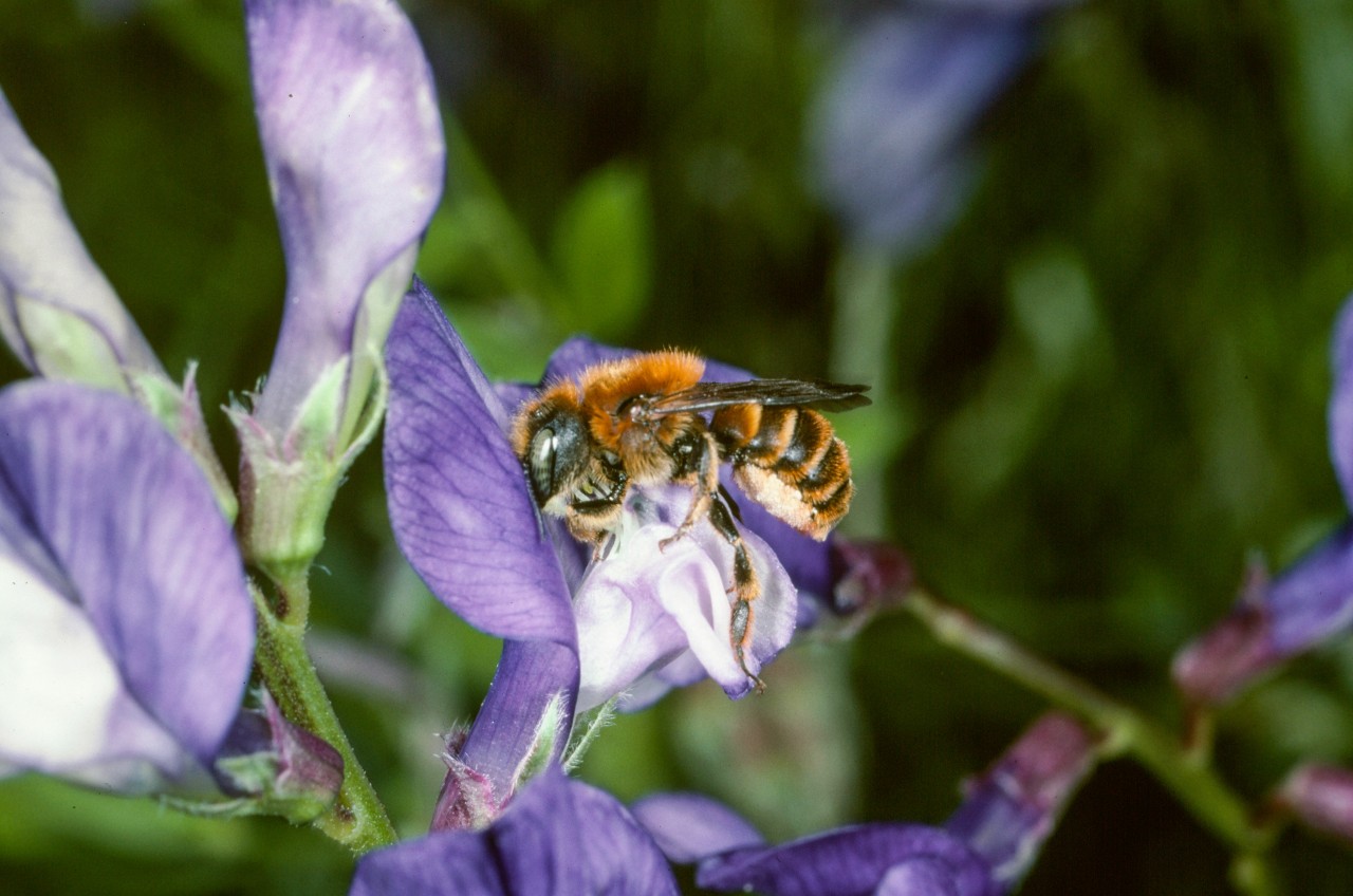Abeille sauvage©Entomologie-Botanik-ETH Zürich-Fotograf-Albert Krebs