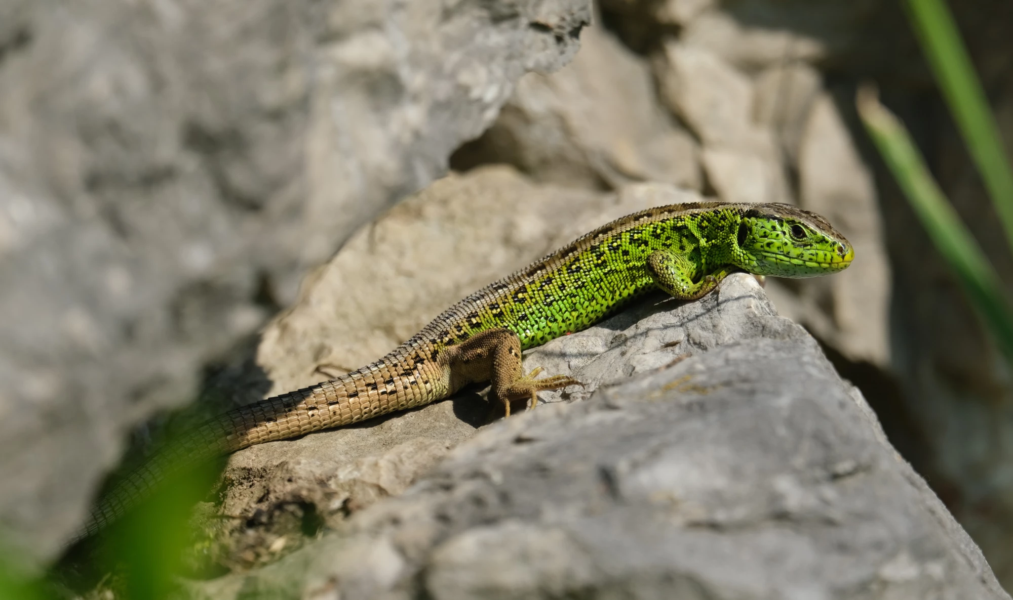 Lézard agile sur rocher-6240x3699