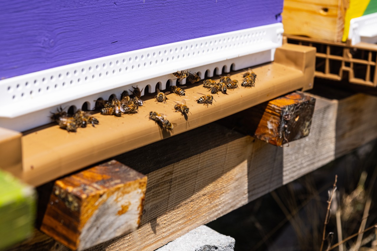 Abeilles