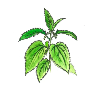 Fertilisants naturels