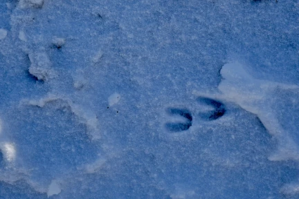 faune_hiver