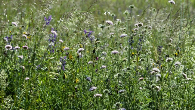 Prairie fleurie ©Albert Krebs-4677x2631