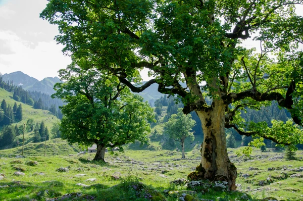 Charmey – Brecca Breccaschlund arbres