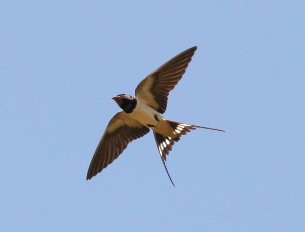 Les hirondelles Hirondelle rustique - libre de droits