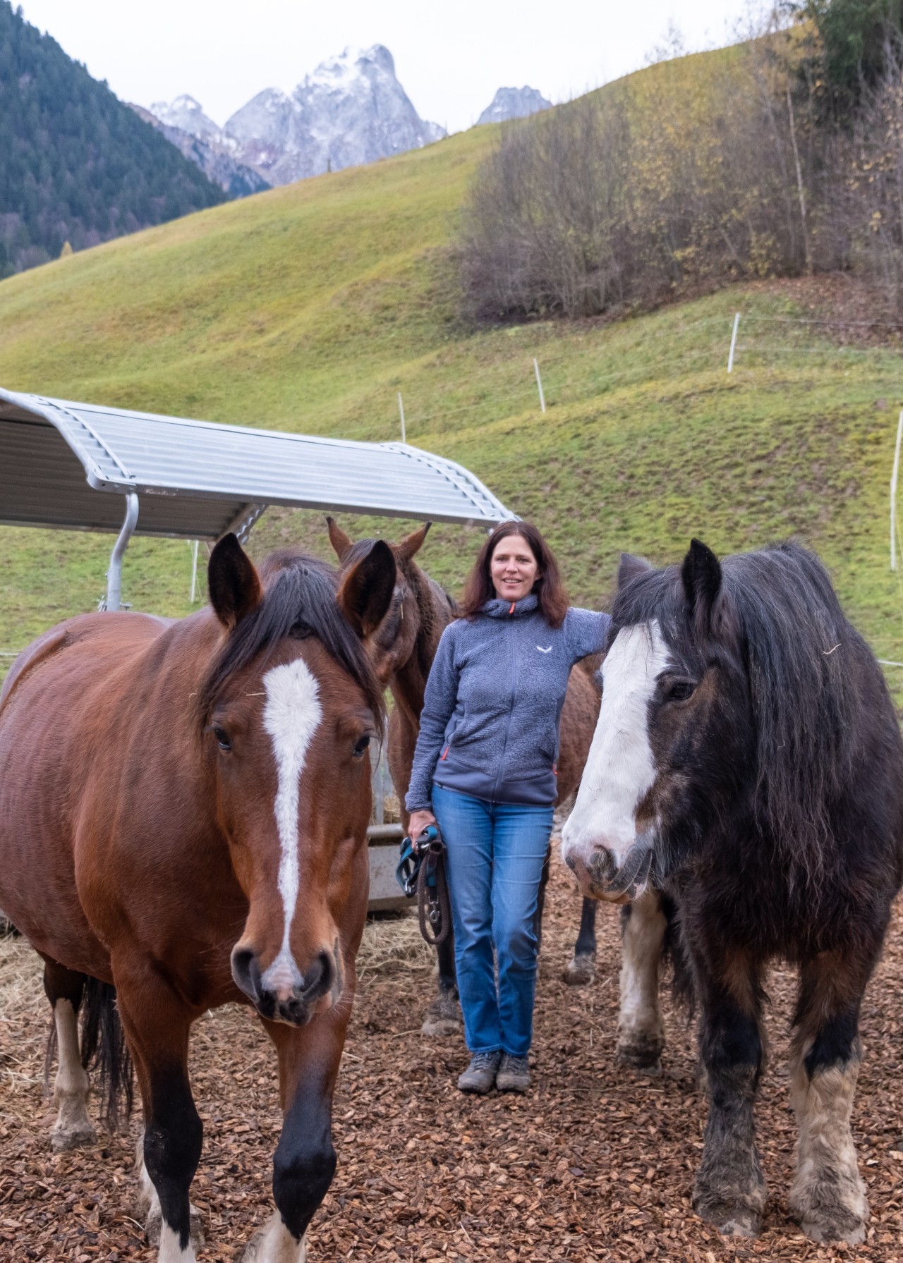 Au Pré aux Chevaux - chevaux-2973x4160