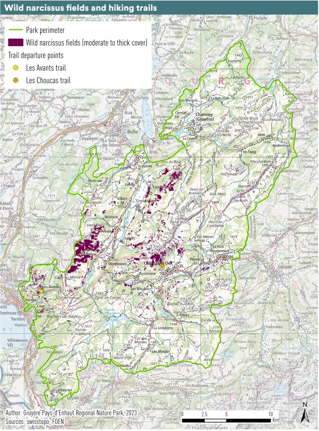 Map hiking and discover narcissi