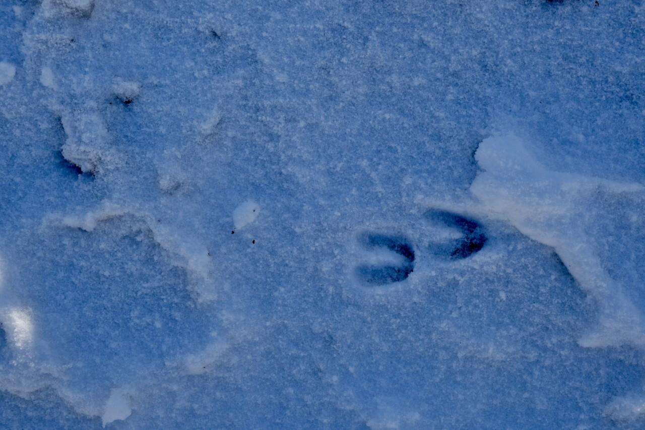 faune_hiver