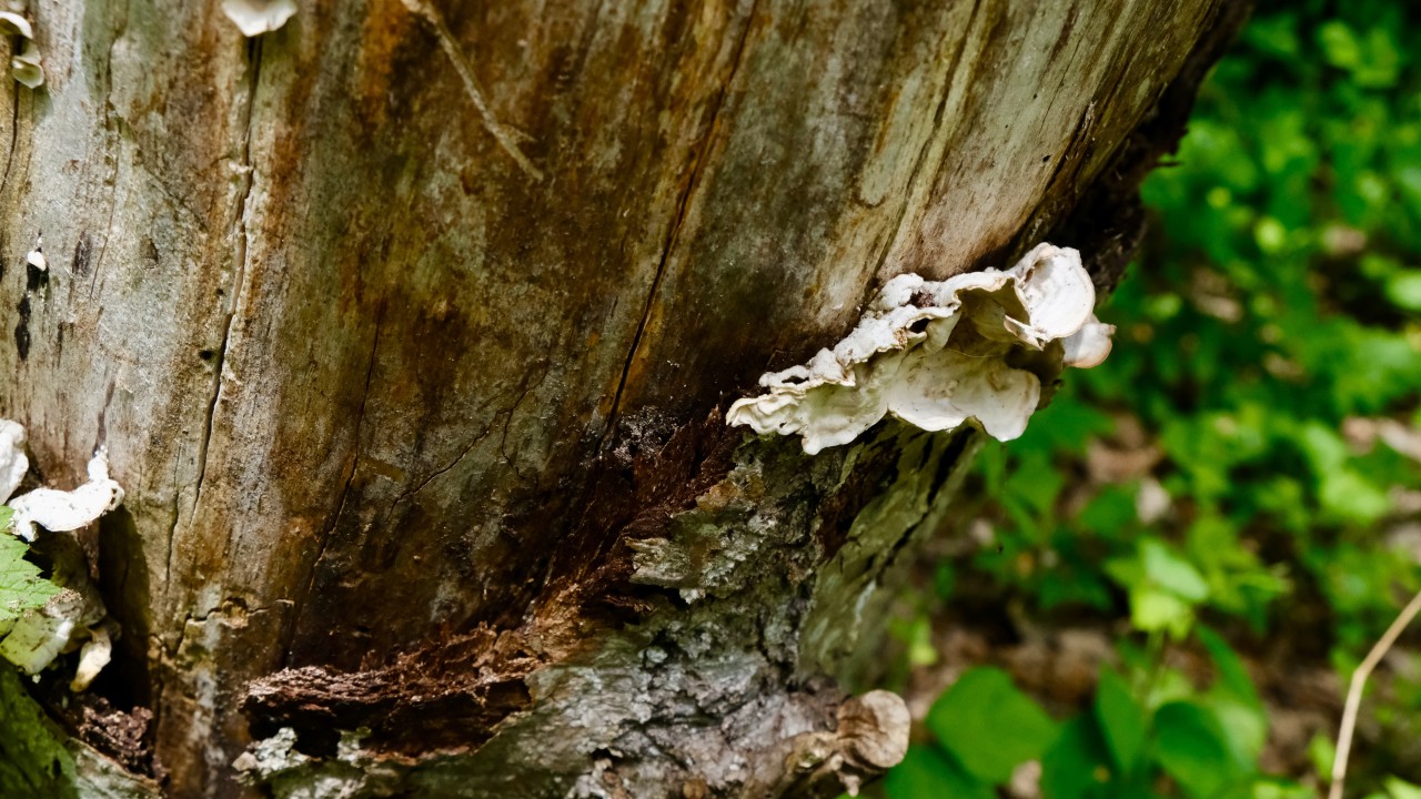 Lichens-6240x3508