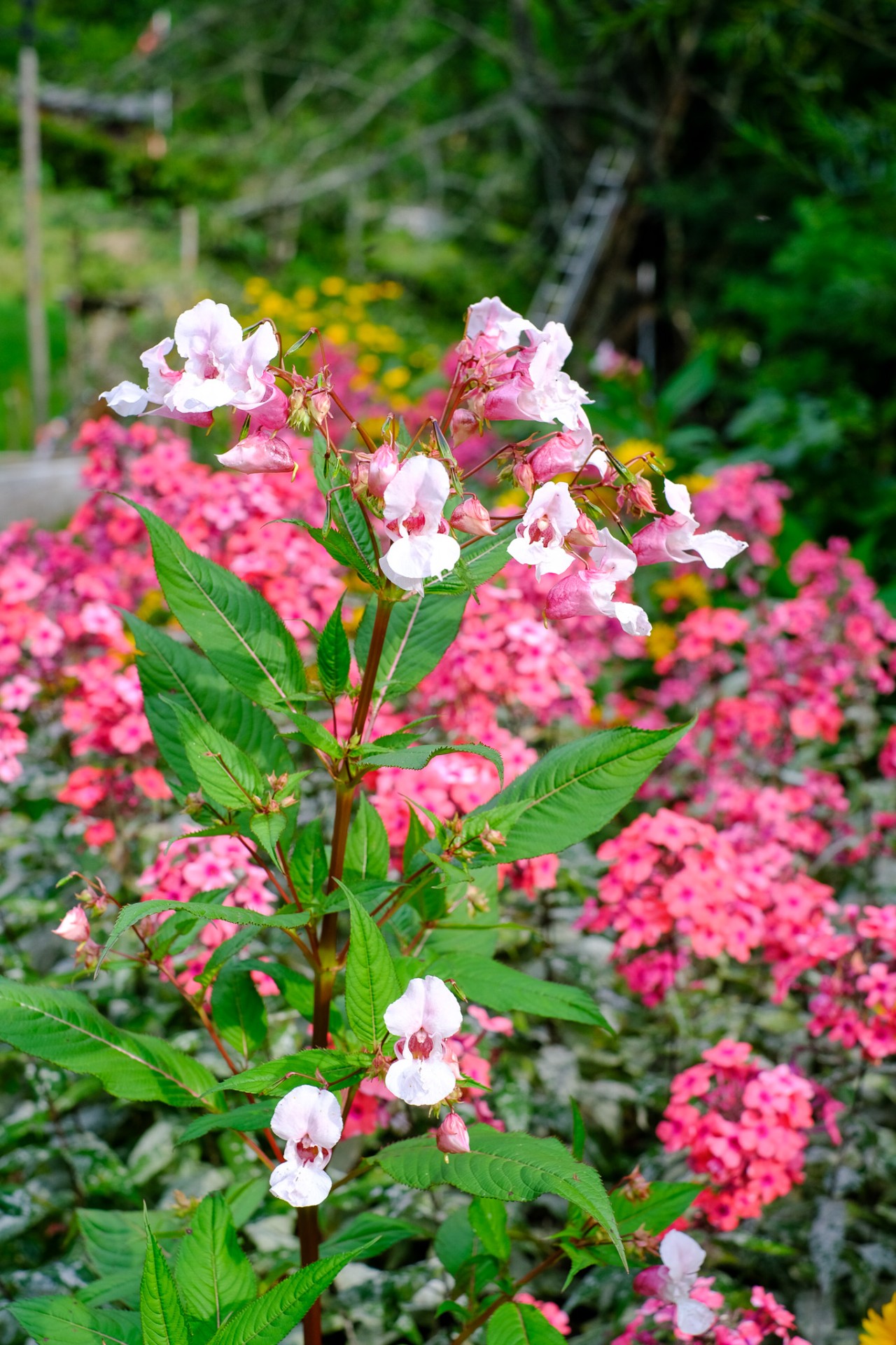 Impatiente dans jardin