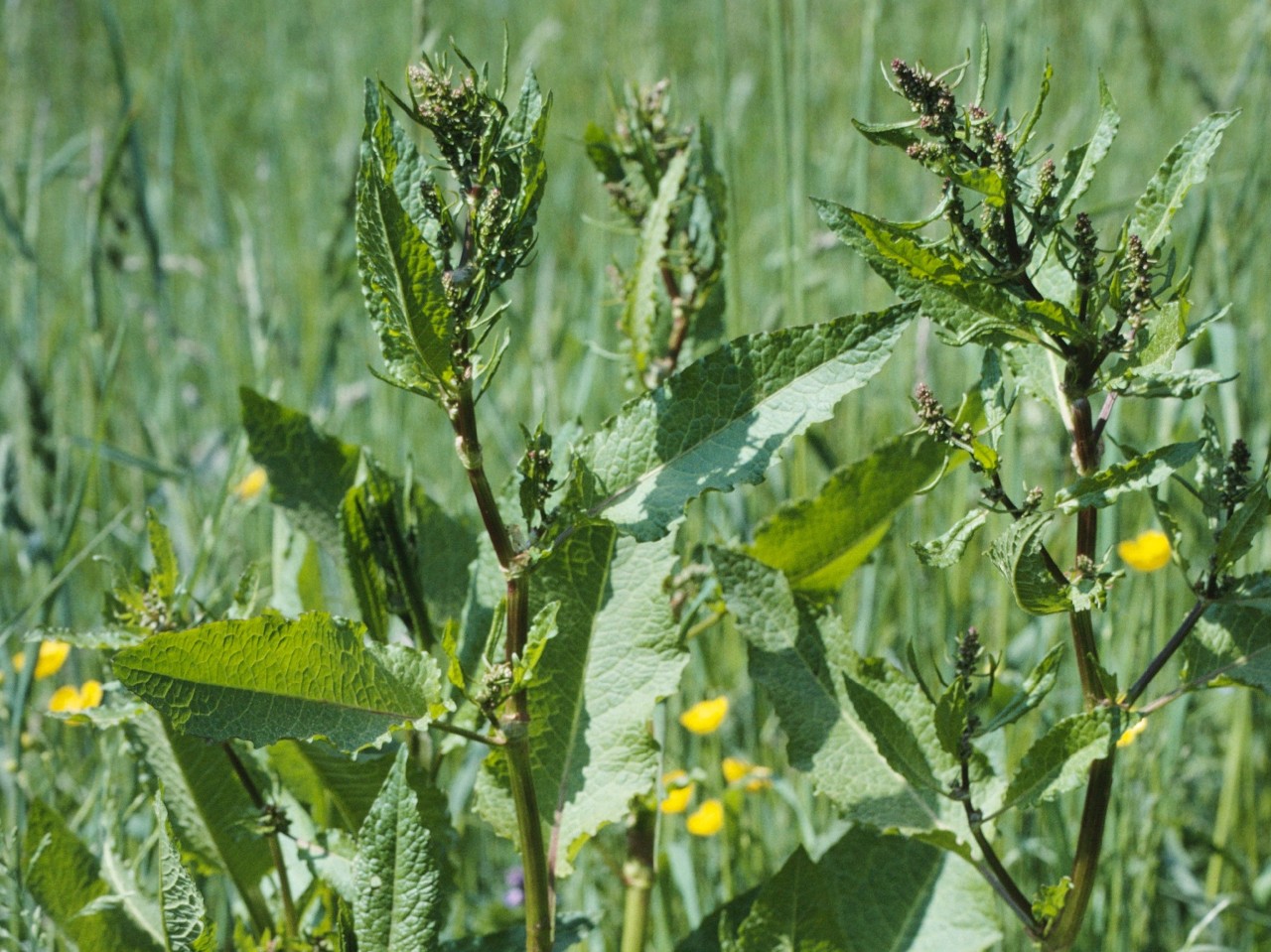 Rumex-3072x2302