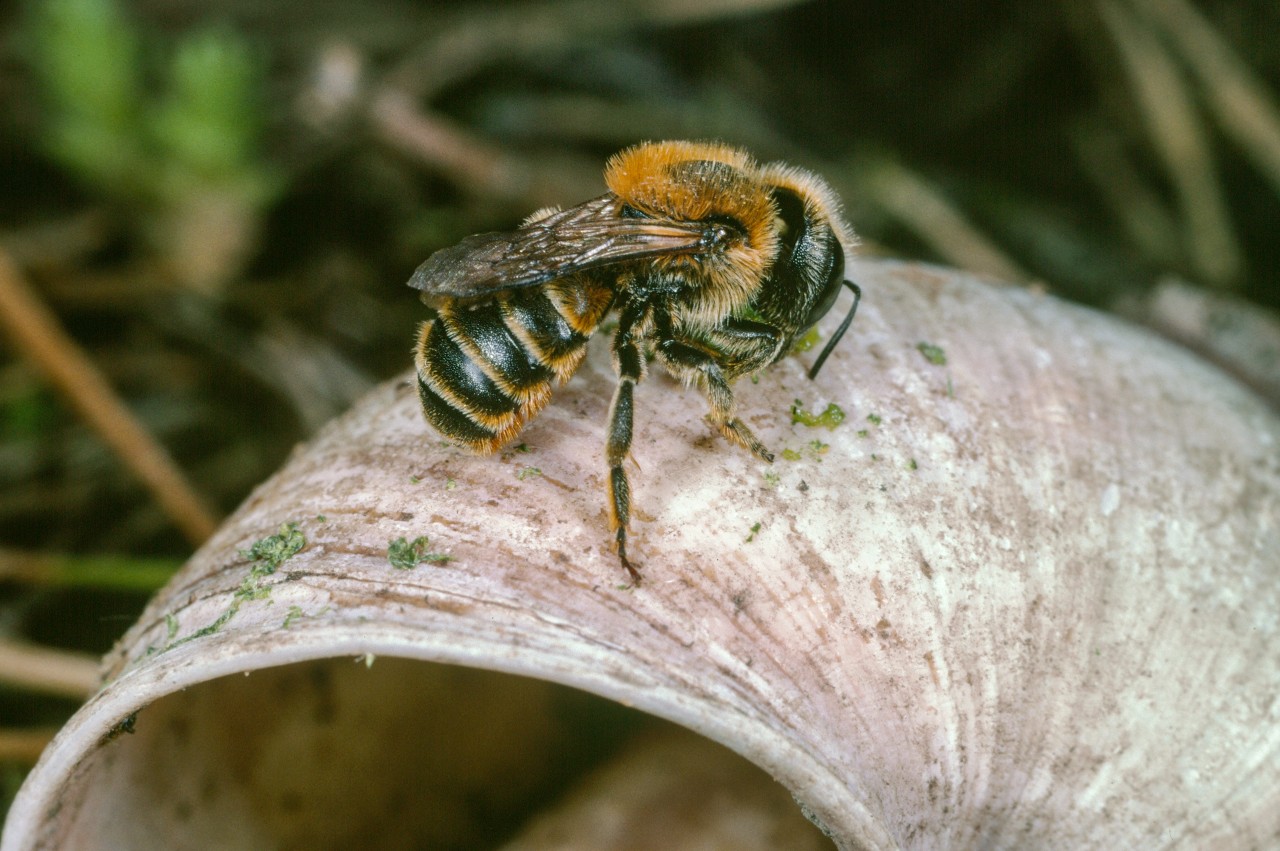 Abeille sauvage_©Entomologie-Botanik-ETH Zürich-Fotograf-Albert Krebs