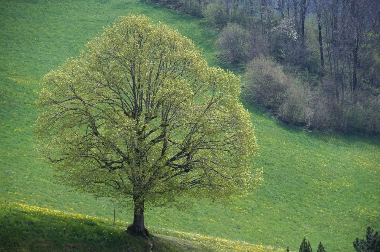 arbre au printemps