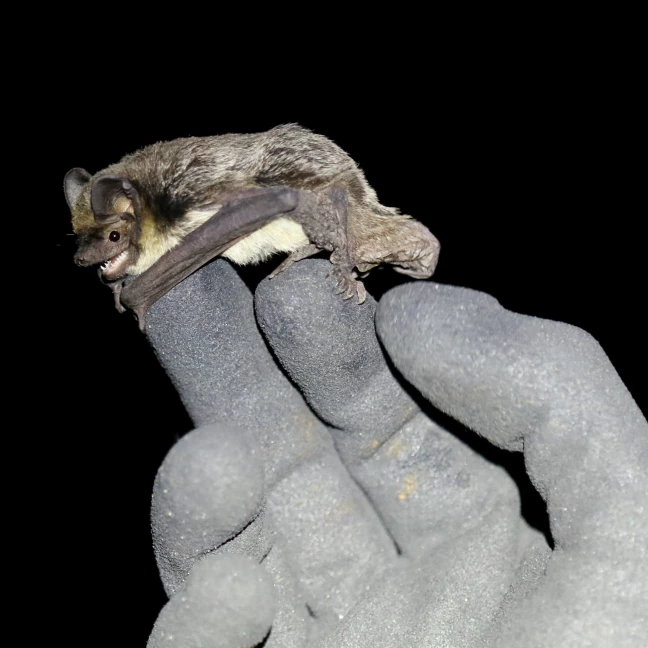 Chauves-souris 2 ©Marc Bastardot-2888x2888