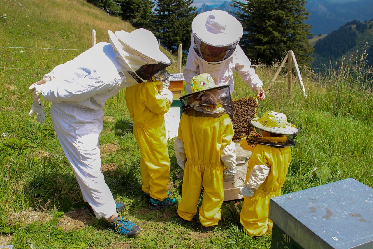 Découverte du monde abeilles - Graines d'apiculteurs 2