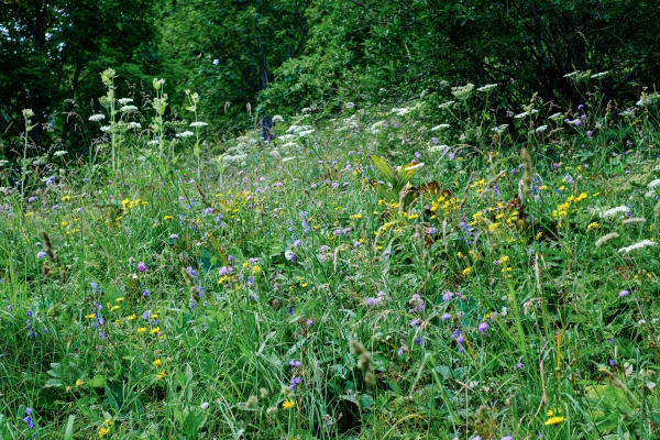Moléson sentier botanique
