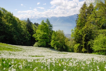 Narcisses fleuris