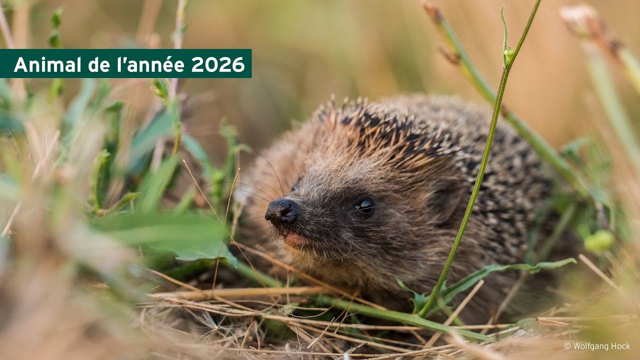 Le hérisson: portrait d’un voisin très sympathique