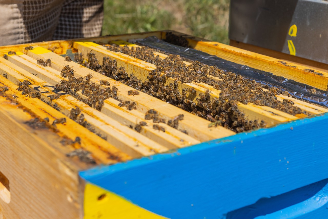 Abeille des Préalpes2