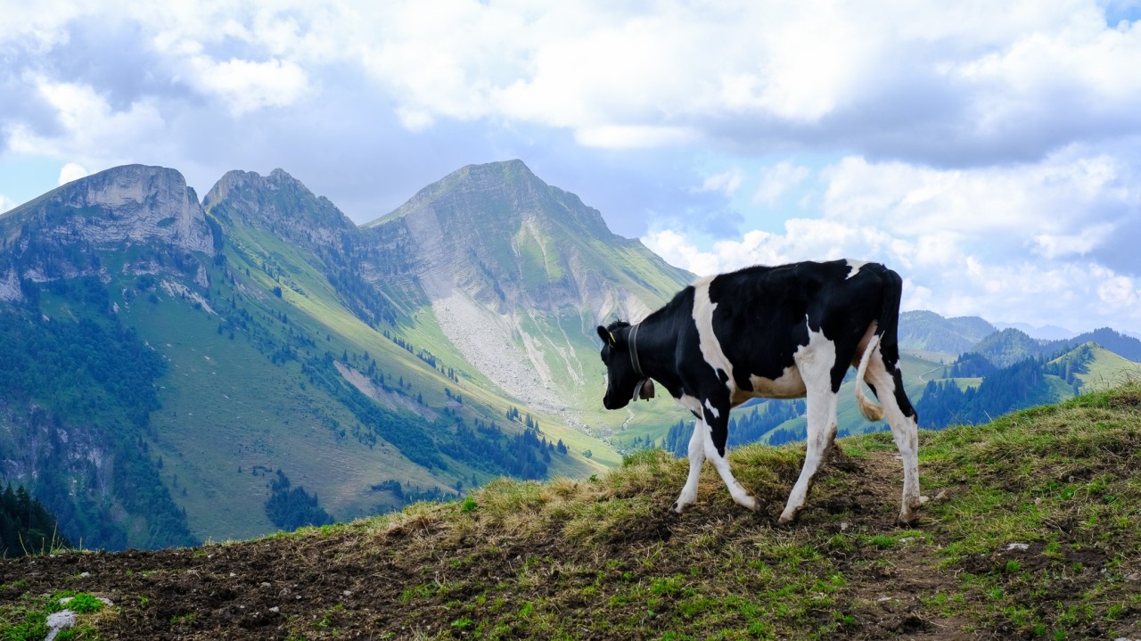Vache alpage Gros Moléson-2048x1151