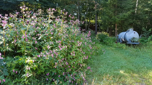 Impatiente en lisière-2048x1152