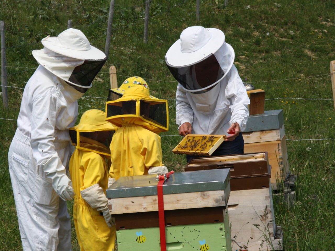 Découverte du monde abeilles - Graines d'apiculteurs 5-3458x2592