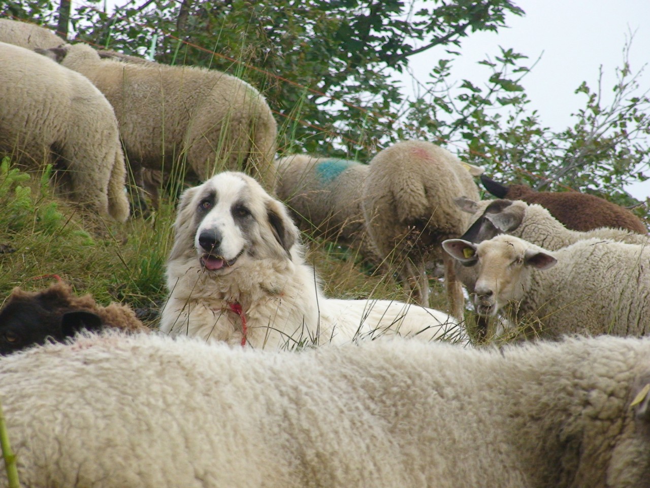 Chien de troupeau