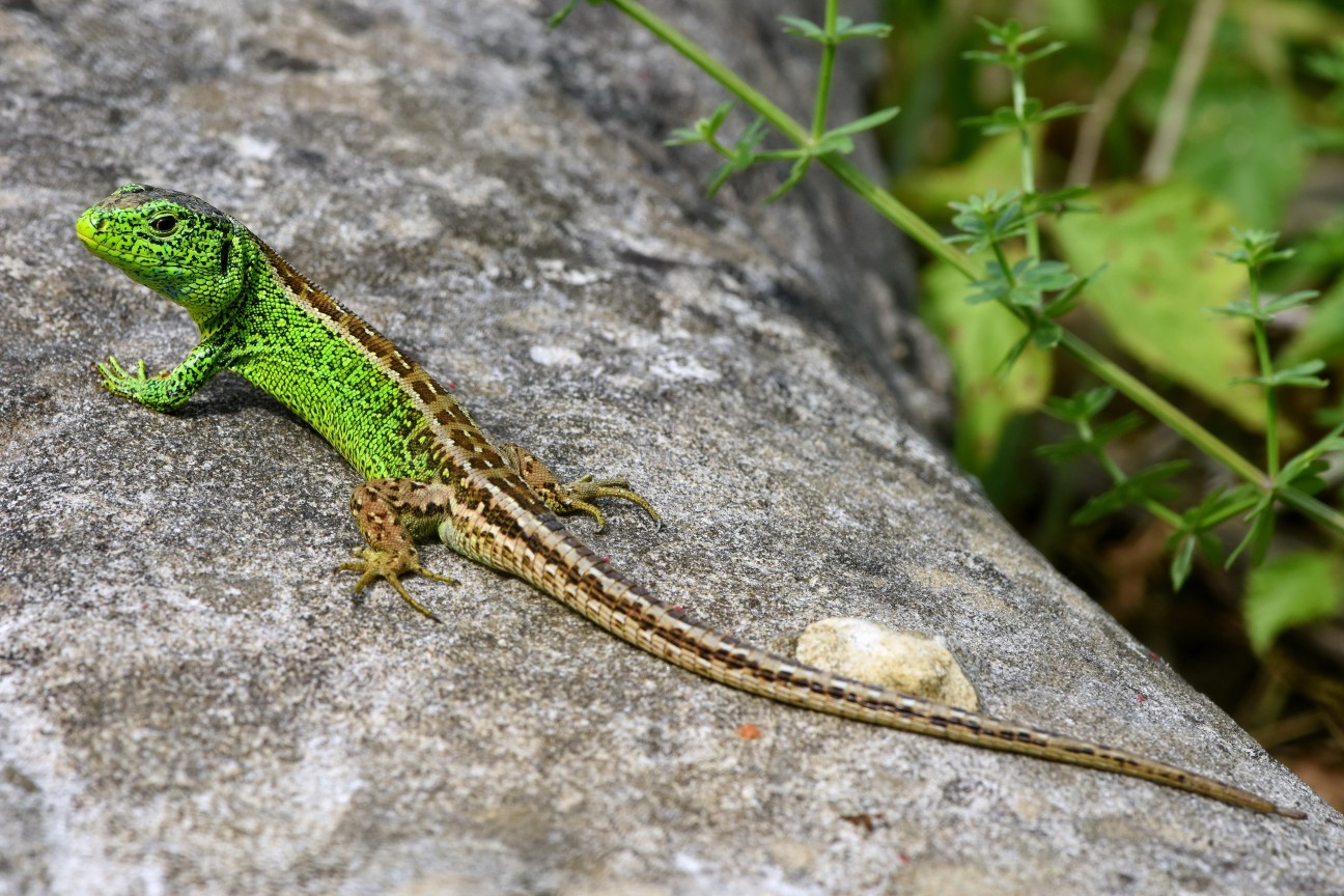 Lézard Agile_AMeyer_002