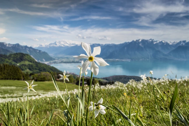Narcisses - ©Maude Rion : Montreux-Vevey Tourisme