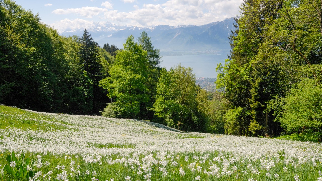 Narcisses fleuris-3872x2179