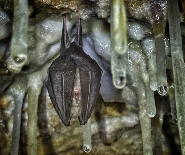 Rhinolophe ©Grégory del Torchio-3024x2531