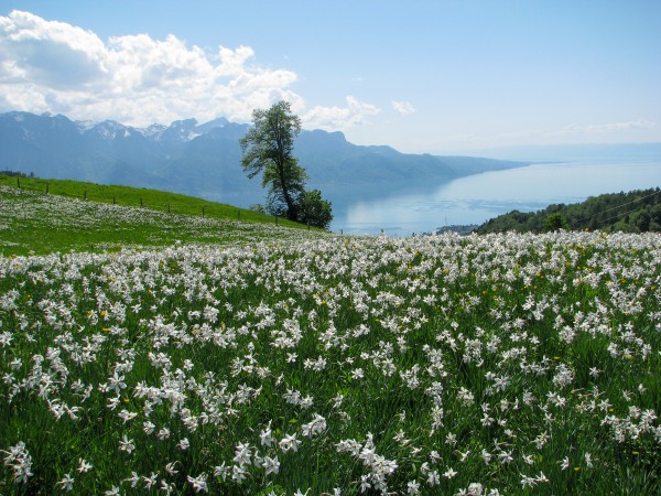 Narcisses La Combe des Vurzis
