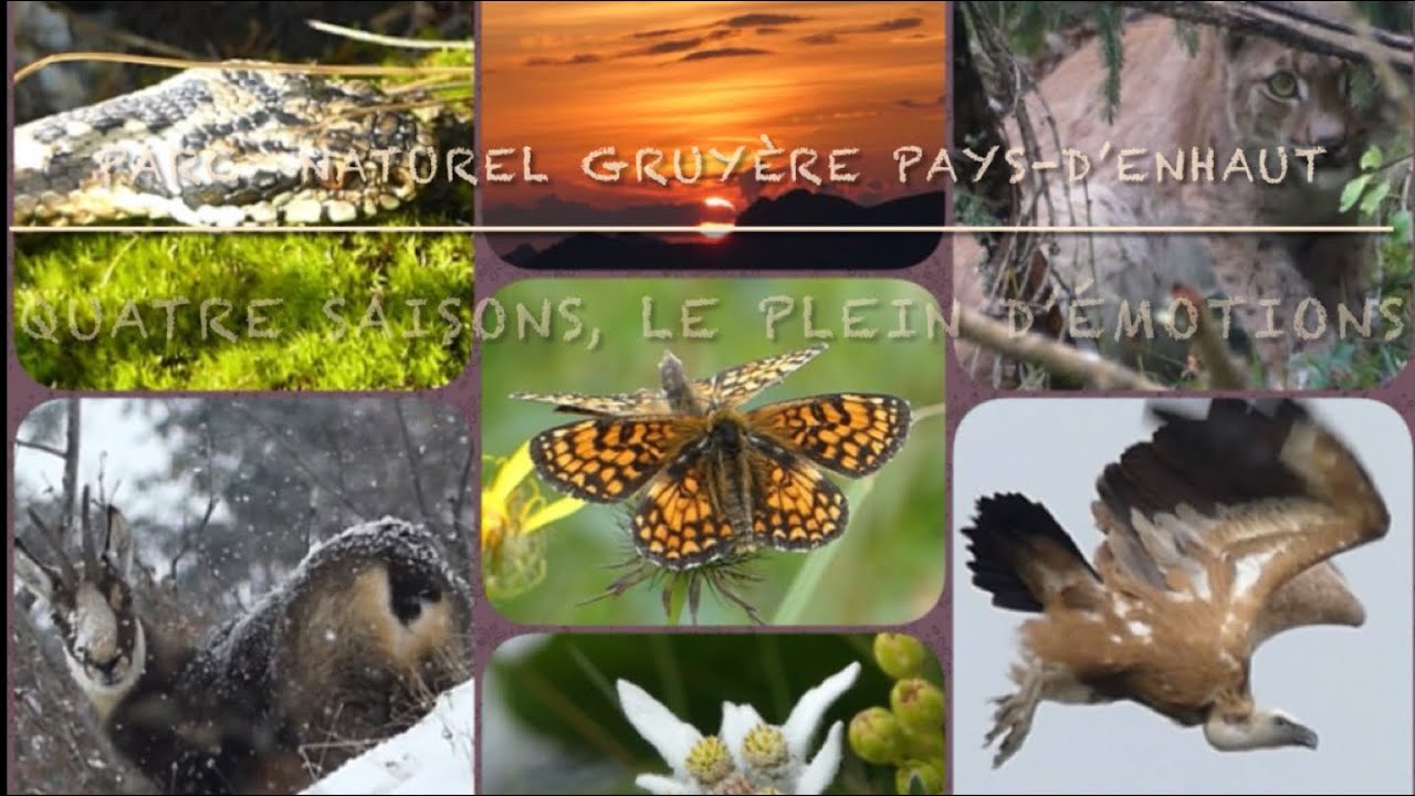 Faune Parc Naturel régional Gruyère Pays-d'Enhaut, CH / Aigle, lynx, gypaète, vautour, vipère, tétra