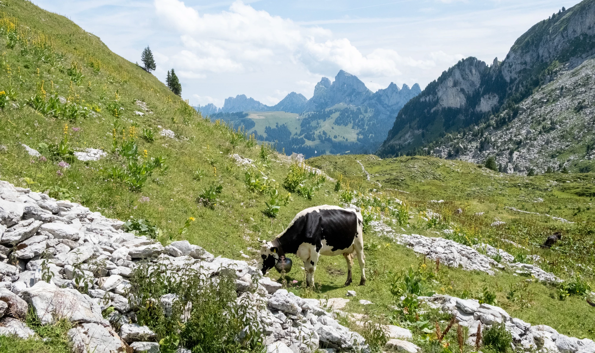 Morteys vache-6240x3699