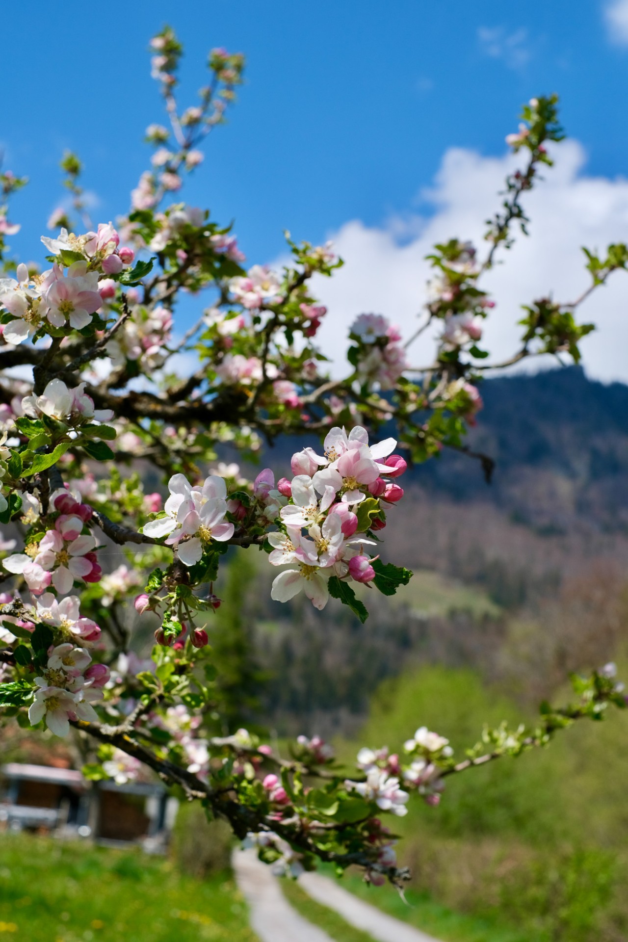 Pommier en fleurs Albeuve