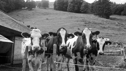 Allières vaches
