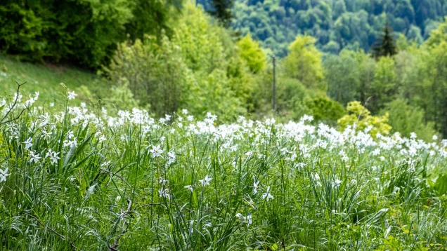 Champs narcisses-2048x1152