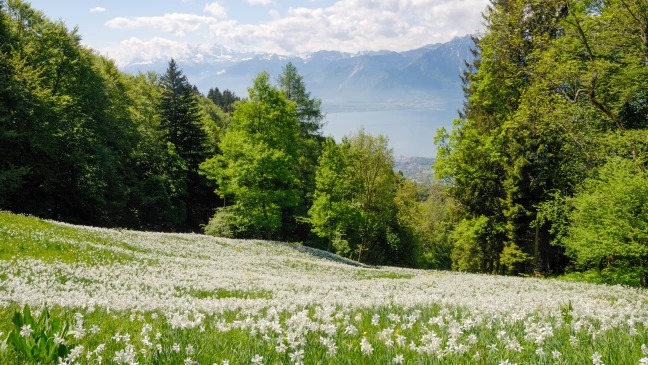 Narcisses fleuris-3872x2179